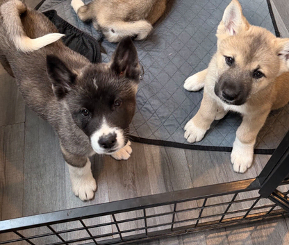 American Akita Puppies