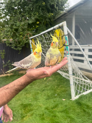 Two cocktails for sale including cage