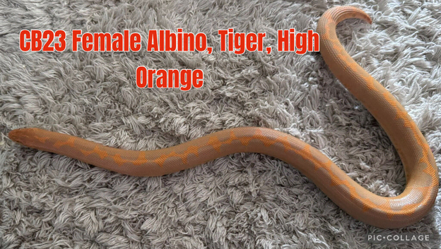 Kenyan Sand Boas
