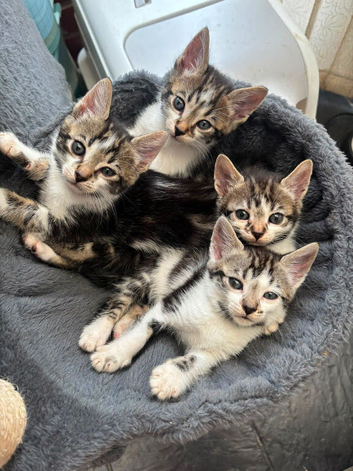 4 beautiful little girls