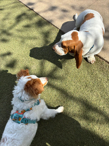 Dog Walking - Drop in Service - Pet Sitting