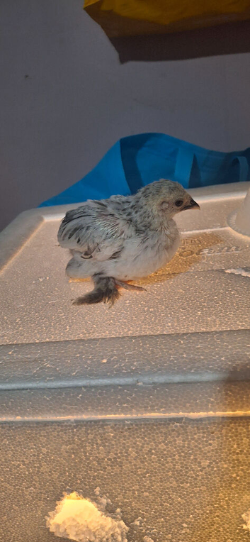 Pekin bantam chicks and egg for sale
