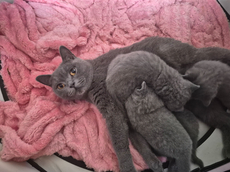 5 week old British shorthairs
