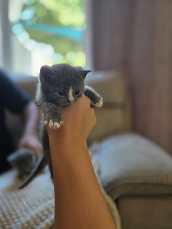 British shorthair X kittens