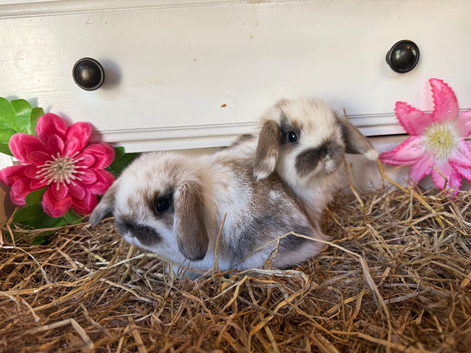 Baby mini lop bunnies