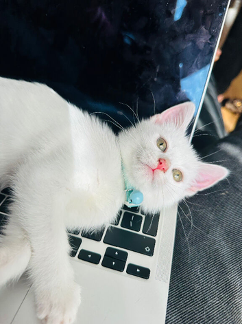 Adorable pure white female girl kitten affectionate