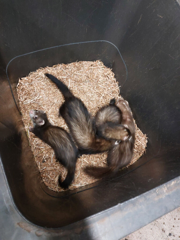 ferrets for sale
