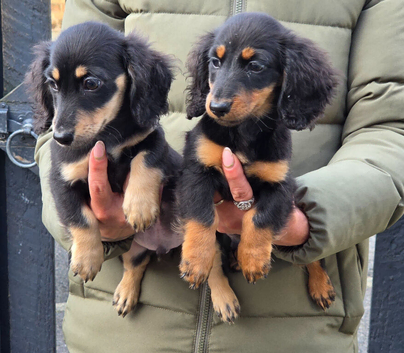 Longhaired Minature Dachshund puppies