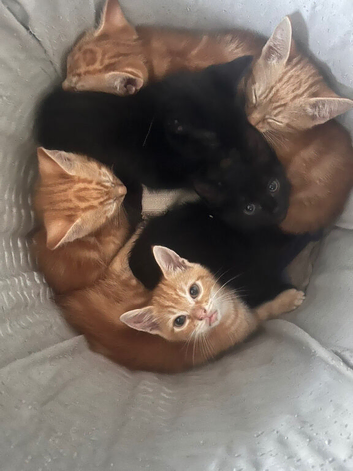 Kittens for rehome