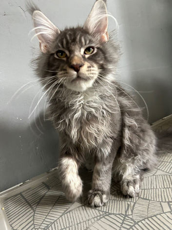 maine coon boy redy now
