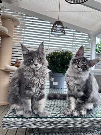 2 Gorgeous Pure Breed Maine Coon Kittens