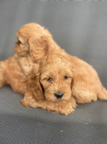 F1 B cavapoo puppies