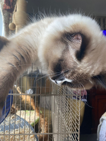 Stud Ragdoll