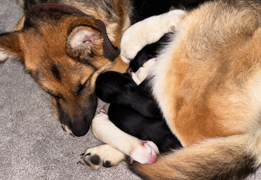 German Shepard puppies