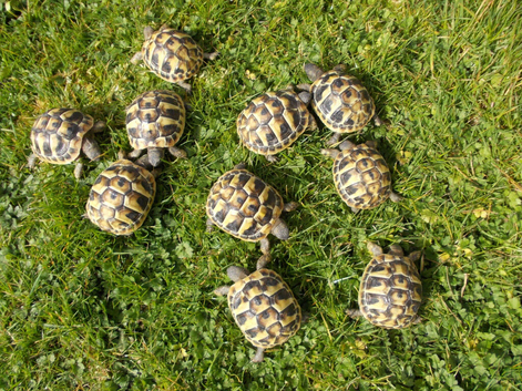 Hermann's T.h.b and Spur-thighed tortoises