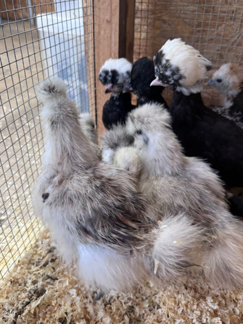 Silkie Chickens for sale