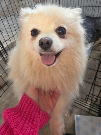 Cream  female pomeranian puppies