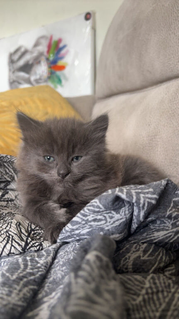 Beautiful grey kitten