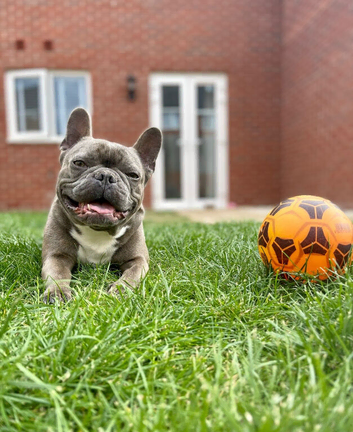 8 year old French Bulldog for re-home