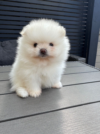 !! LAST !!High quality KC reg puppies from imported lines