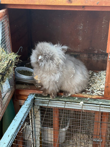 Male Lionhead