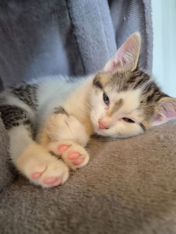 Reafy now kittens