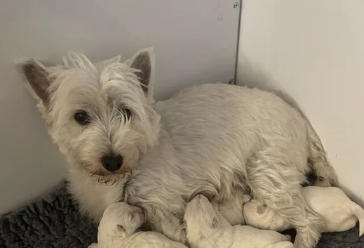 Gorgeous Home Raised West Highlander Puppies