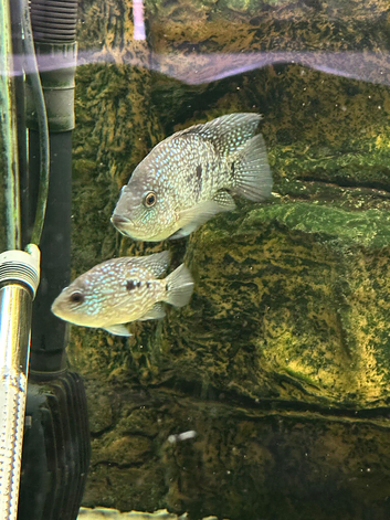 Texas cichlids