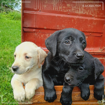 Labrador puppies