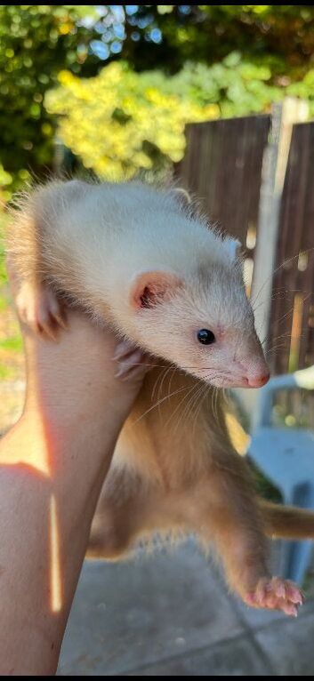 1 Baby girl Ferret for sale