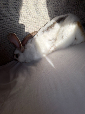 A little bunny rabbit
