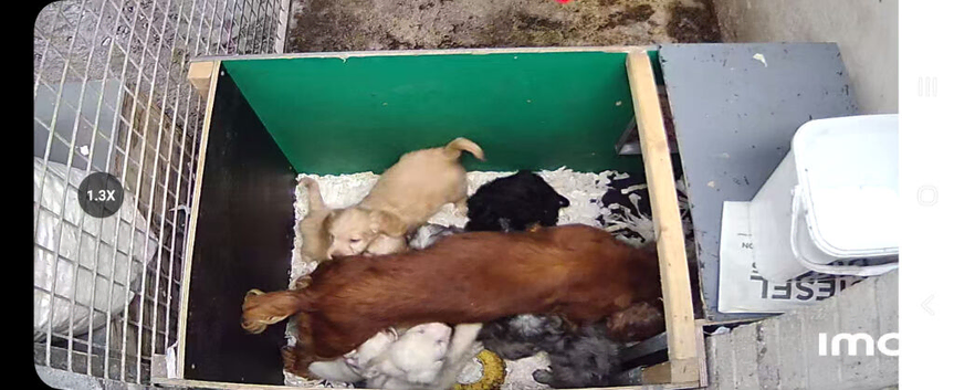 Cockapoo puppy's
