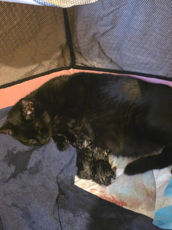 Beautiful Home-Raised Tabby & Black Kittens &ndash; 5 Girls, 1 Boy