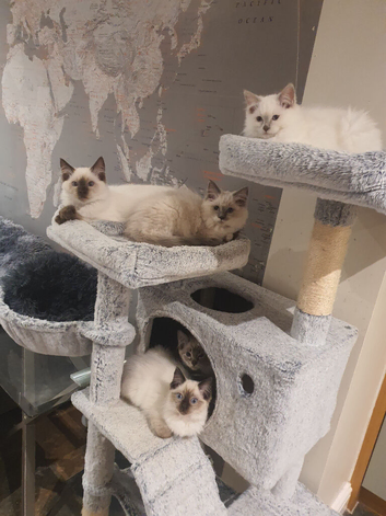 Beautiful GCCF Registered Ragdoll Kittens
