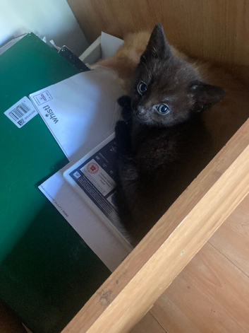 5 baby kittens