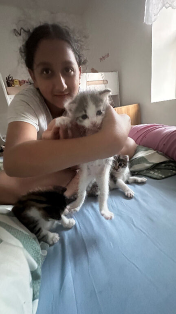 I have three kittens available