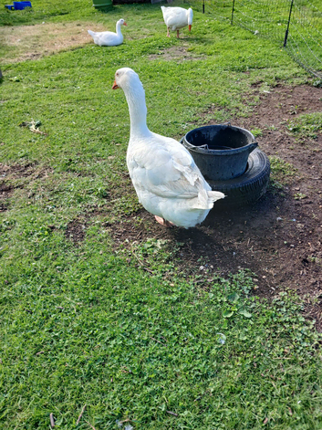 Emden Geese eggs for hatching