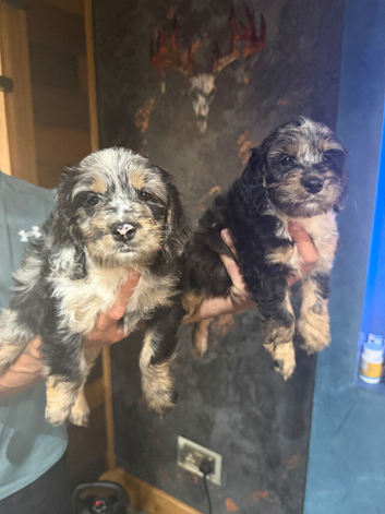Beautiful cockapoo pups