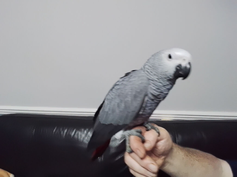 Beautiful Baby African Grey, ready now..