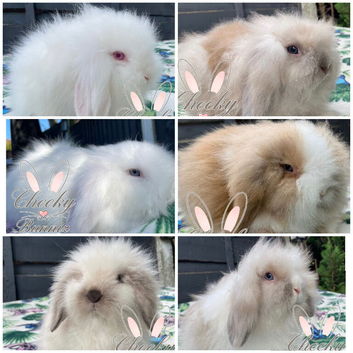 Beautiful Mini Lion Lop Boys