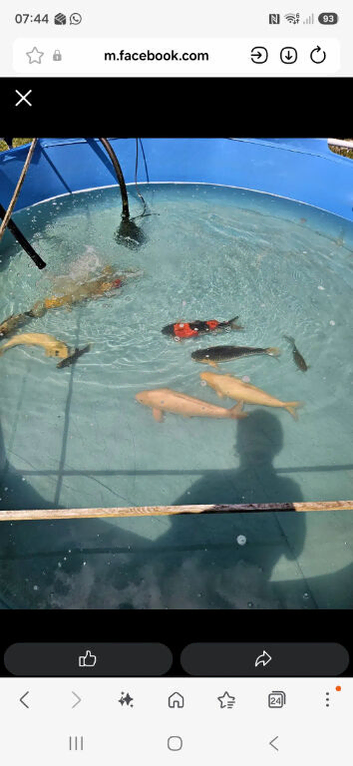 koi fish