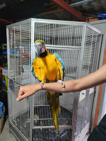 Blue gold macaws hand reared