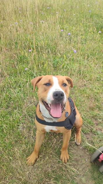 Luna the Mix Breed