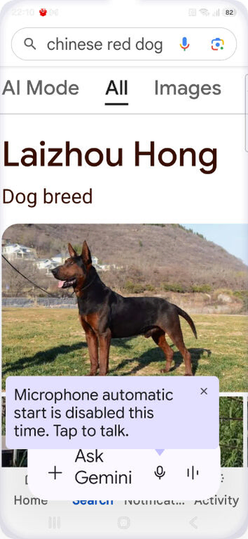 Chinese red dog for sale