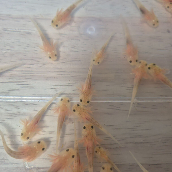 Axolotl Leucistic 4-6 weeks old