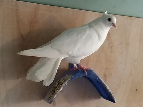 pigeons for sale