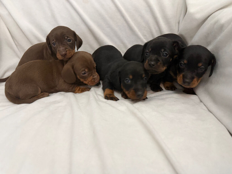 Dachshund puppies for sale 3 boys 2 girls