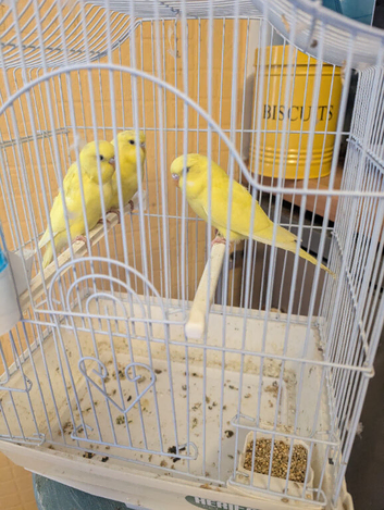 Baby budgies for sale.