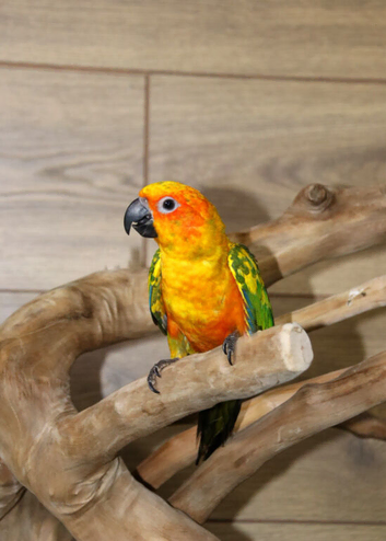 Sun conures available.18