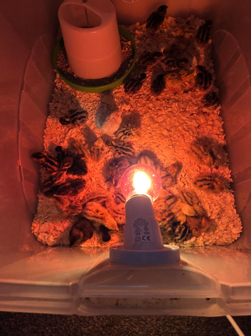 Little quail chicks